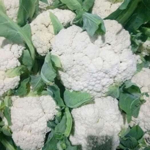 高密市白面青梗松花菜 松散 2~3斤