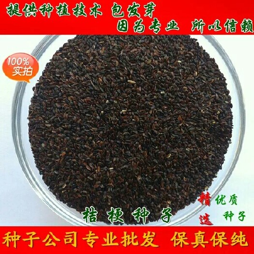 沭阳县桔梗种子  精选纯新中药材桔梗花籽铃铛花种子可作桔梗咸菜发芽