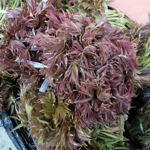 泰安红油香椿苗 2公分以下