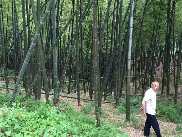 萍乡毛竹