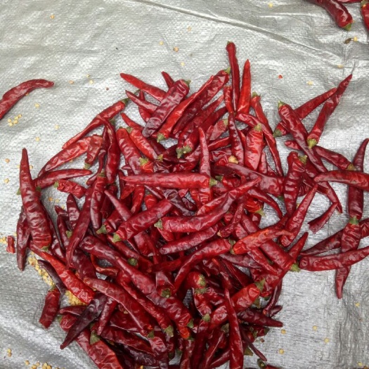 遵义艳红辣椒 5~10cm 红色 特辣