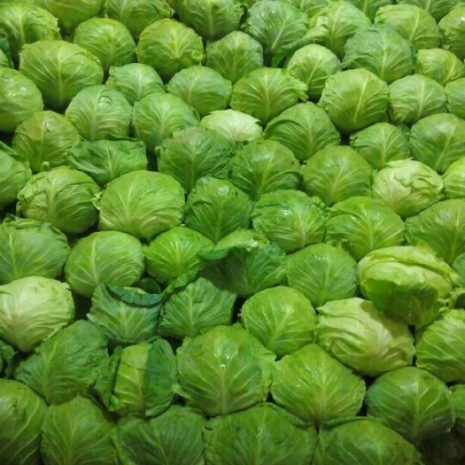 蔚县旱地万亩黄心大白菜