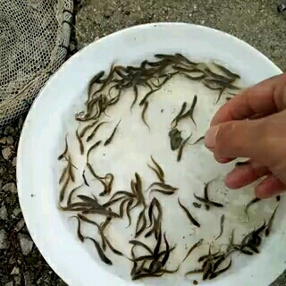 汉寿县泥鳅苗  ，3/5公分