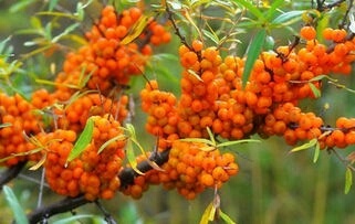 沙棘种子