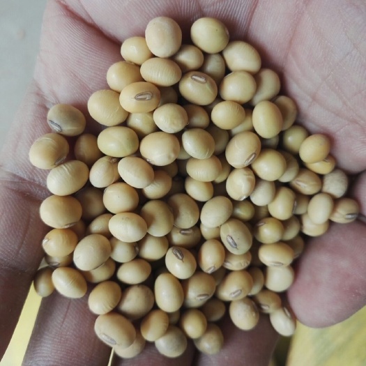 嘉祥县荷豆19 生大豆 1等品