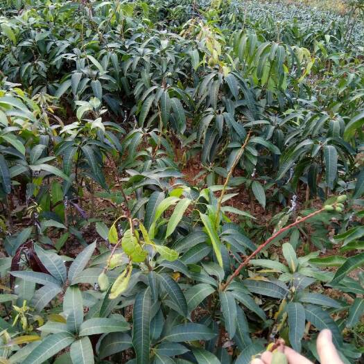 灵山县 芒果苗，红，当年种植当年结果