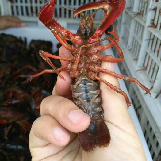 红壳小龙虾 7-9钱 人工养殖