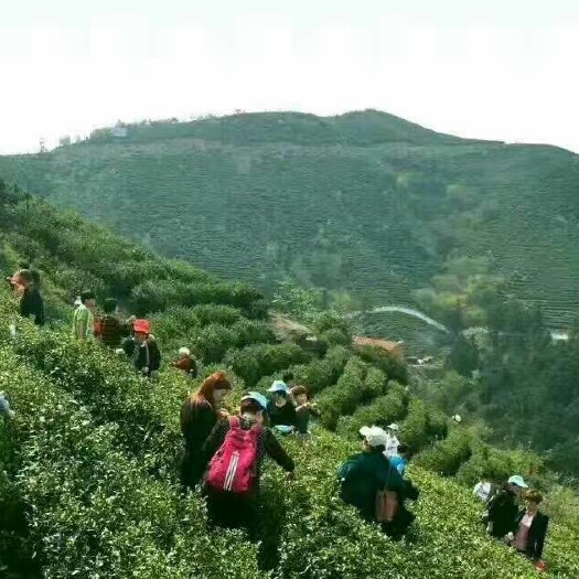固始县信阳毛尖 三级 袋装