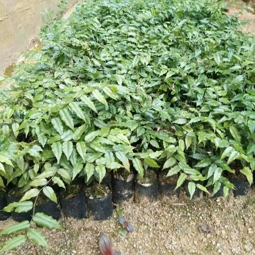 灵山县屈头鸡种苗