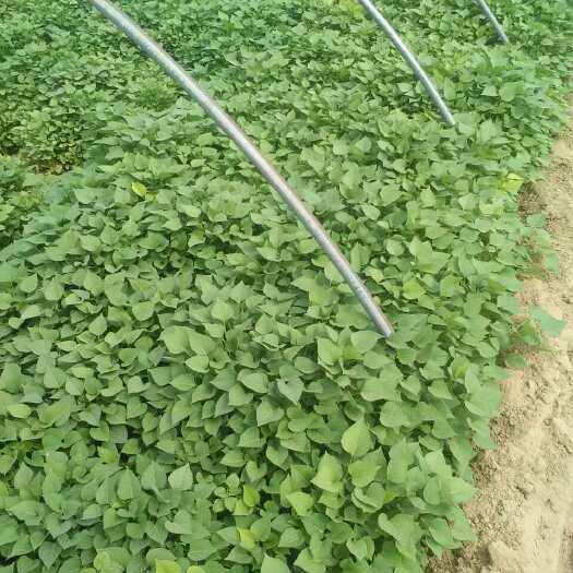 夏津县龙薯9号红薯苗 25~35cm