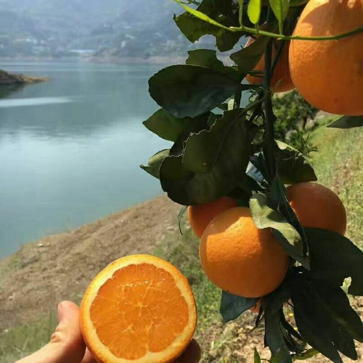 仙桃市 伦晚脐橙苗大量出售