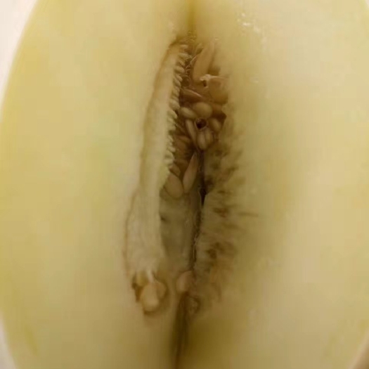 大荔县绿宝甜瓜 1斤以上