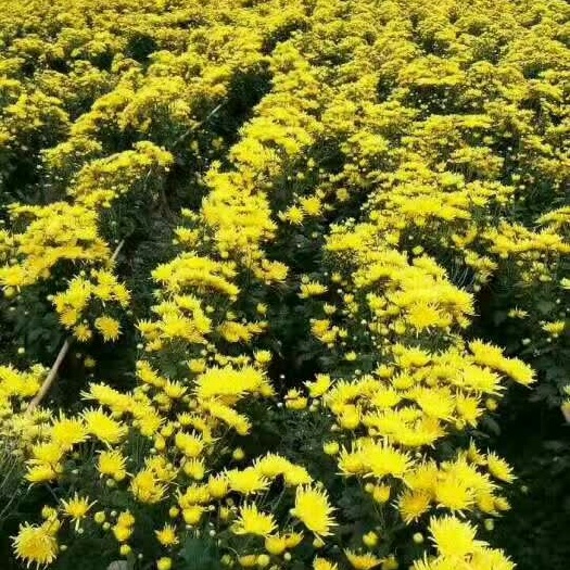 亳州亳菊