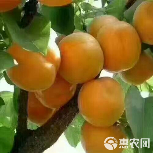 新黄河故道大棚金太阳杏大量上市中，个大，色亮，味甜，对接各大