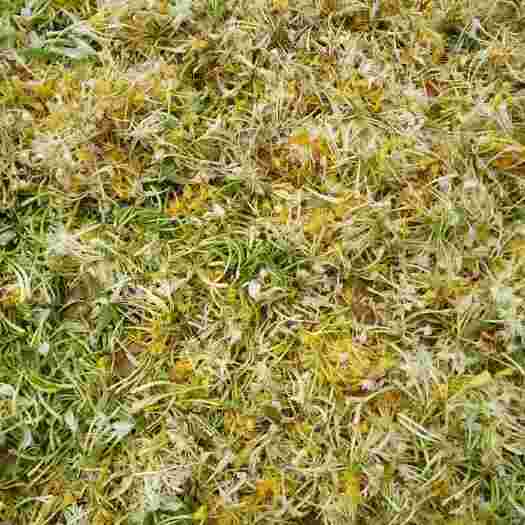 25年新货野金银花山银花大山的宝农家自制无硫薰宝宝泡澡下火茶