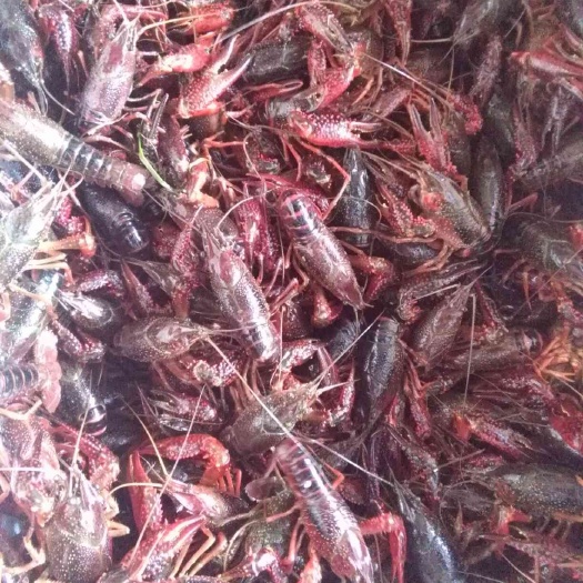 洪湖市小龙虾苗