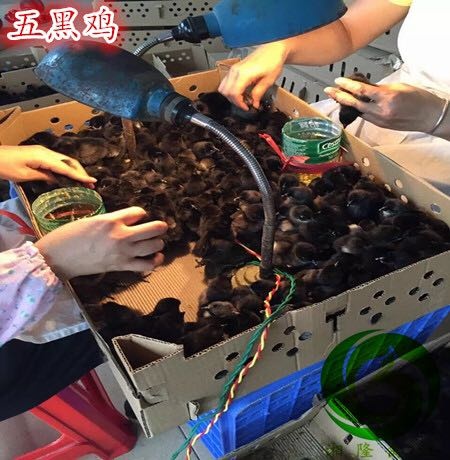 广州麻羽绿壳蛋鸡苗，高产绿壳蛋鸡苗，年产蛋260枚左右，