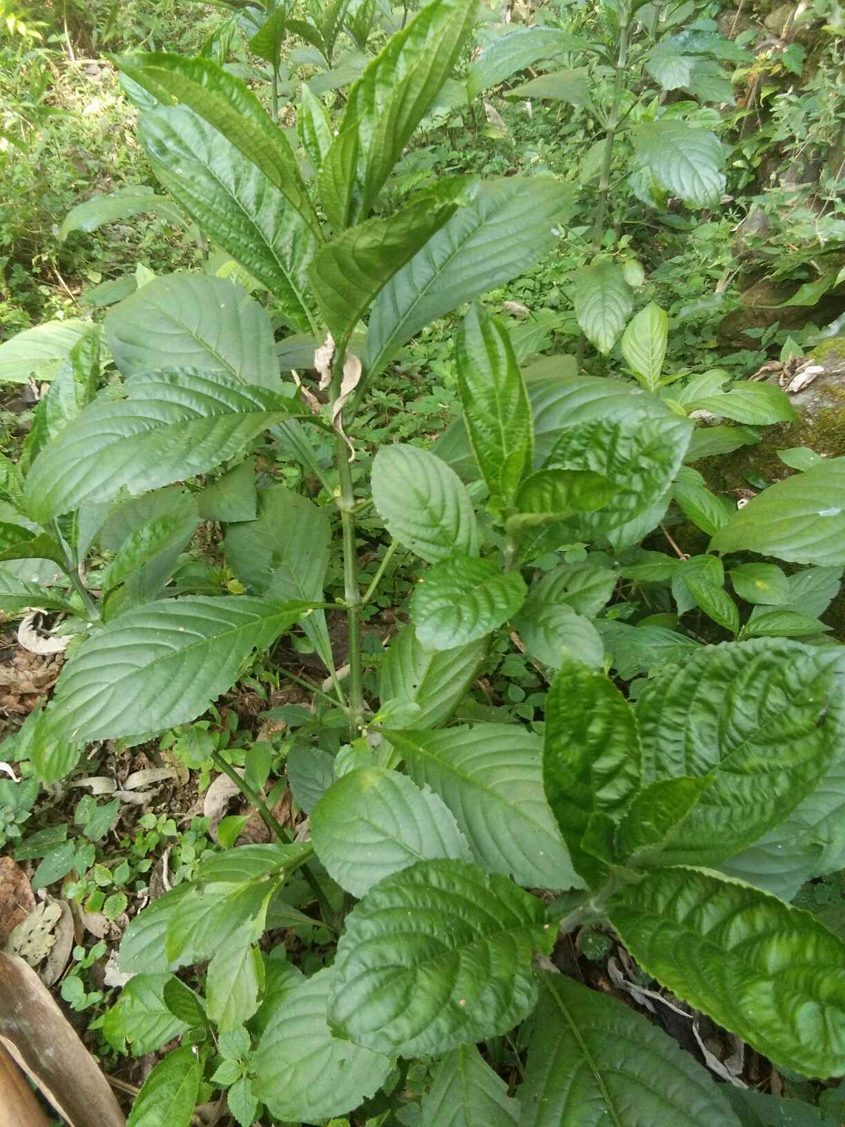 蓝靛草生长季节图片