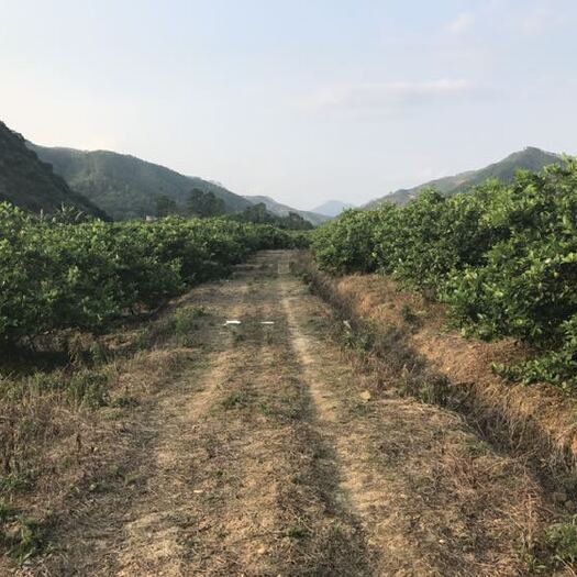 阳春市香水柠檬 广东省阳江市阳春市 无籽