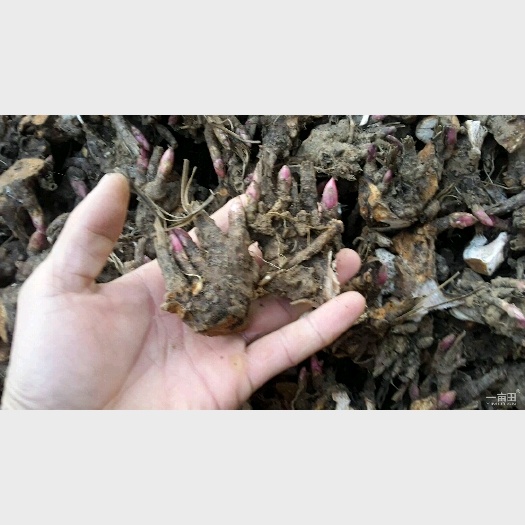 亳州多花芍药 8~10cm 0.5~1米 