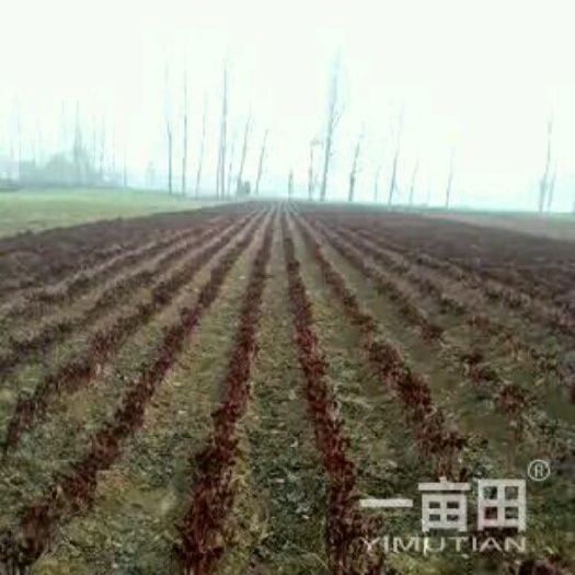 亳州多花芍药 8~10cm 2~2.5米 