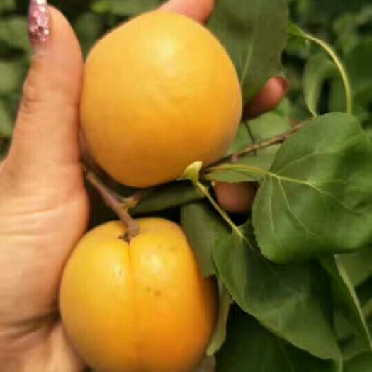 大荔县 陕西金太阳杏大量现货金太阳杏批发价格