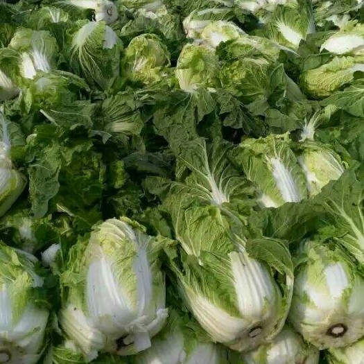 定州市黄心大白菜 毛菜