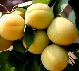 大荔县凯特杏 50mm以上