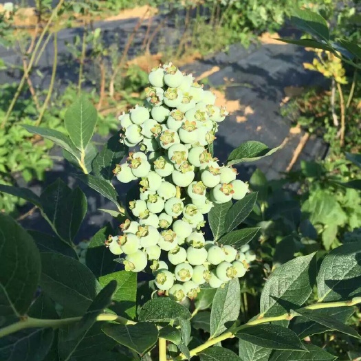 泰安矮丛蓝莓苗