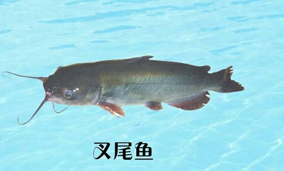 广州叉尾鮰鱼苗 