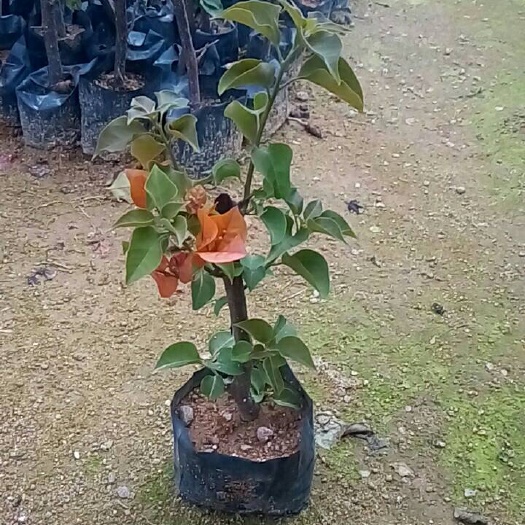 漳州柠檬黄三角梅  
