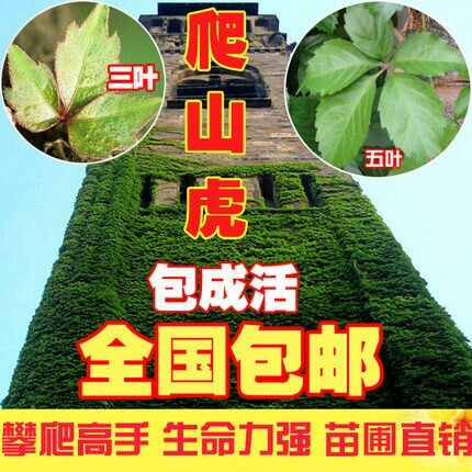 沭阳县爬山虎 1米以下 1公分以下 
