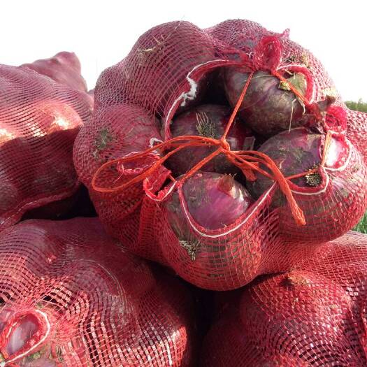 郯城县 紫皮洋葱大量上市   货源充足  现货为主  量特别大
