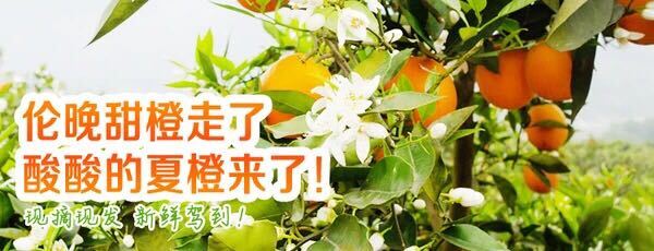秭归县秭归夏橙，诚信经营！