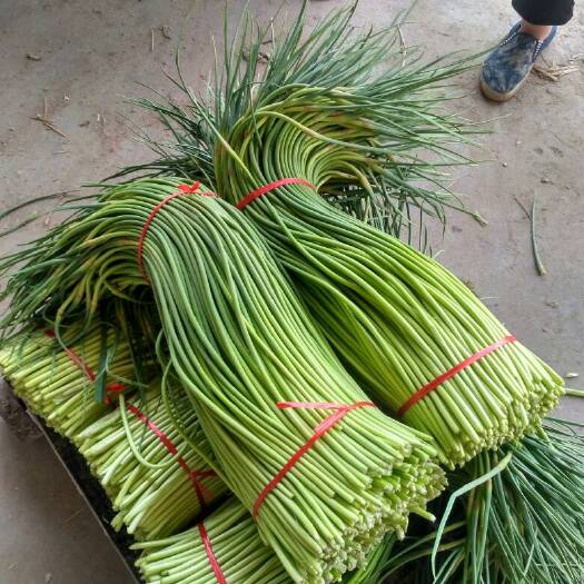金乡县红帽蒜苔，精品，超市电商大量供应，专业长期库存
