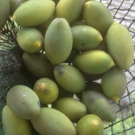 灵山县黄橄榄