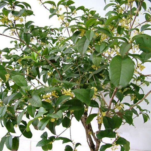 灵山县八月桂 ，四季桂花