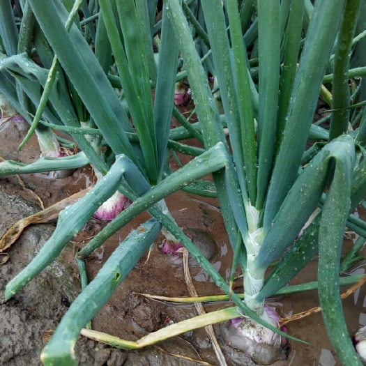 通许县红皮洋葱 8~9cm