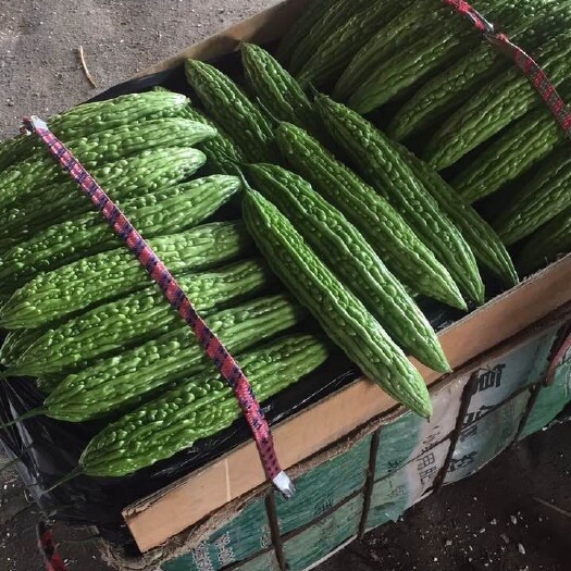 寿光市新农村苦瓜 18-22cm 4~6两