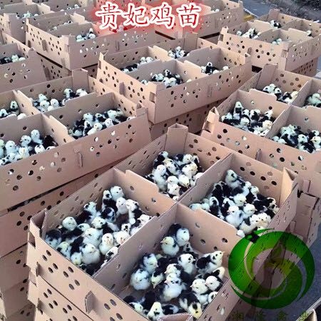 广州贵妃鸡苗，美国贵妃鸡苗，包邮包运输成活，包打出壳疫苗