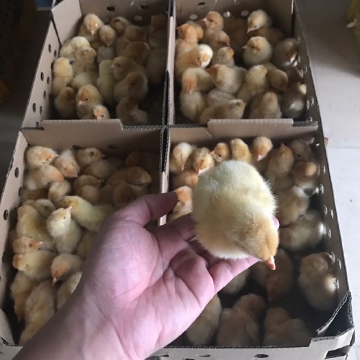 广州海兰高产蛋鸡苗，海兰褐蛋鸡苗，每年可产蛋300枚，