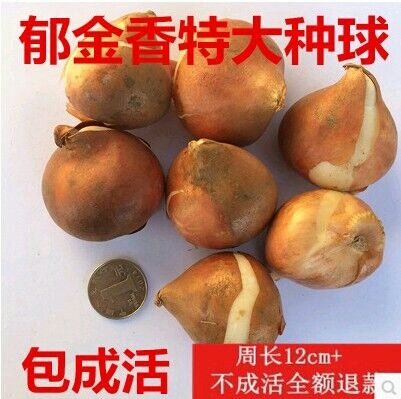 沭阳县郁金香 