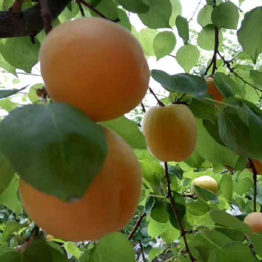 大荔县 金太阳杏