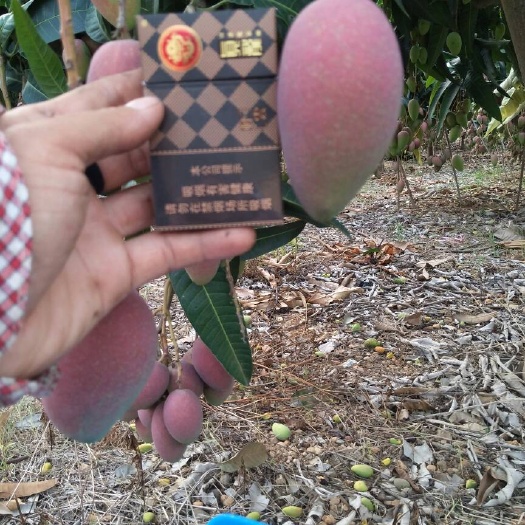 百色贵妃芒果大量供应微商、电商，诚信经营非诚勿扰