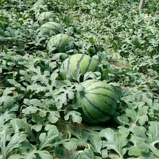 潍坊京欣西瓜 1茬 10成熟 8斤打底