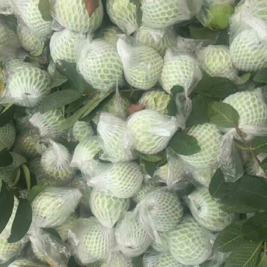 广州珍珠番石榴 250-300克 