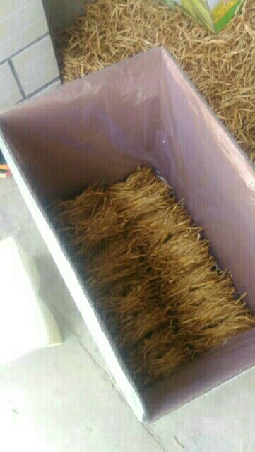 广灵县七蕊黄花菜 山西省大同市广灵县
