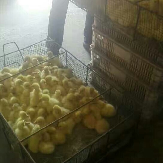原阳县大三花鹅苗
