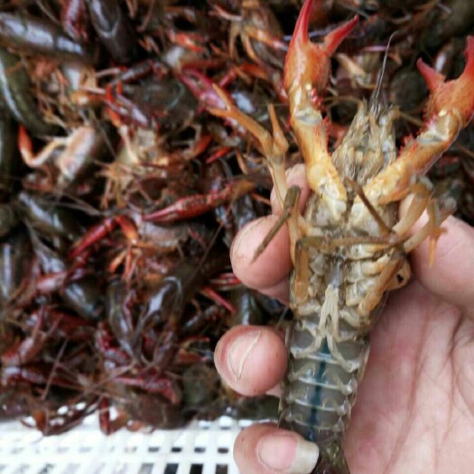 东安县 青水小龙虾，规格硬硬的