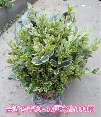 沭阳县金边冬青